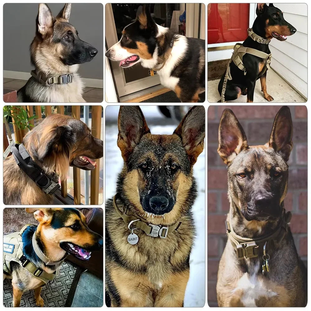 Dogs wearing the Tactical Dog Collar with Control Handle