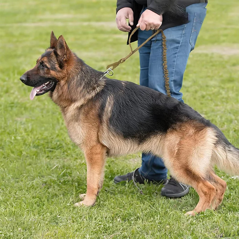 Dog standing on grass with the Tactical Bungee Leash